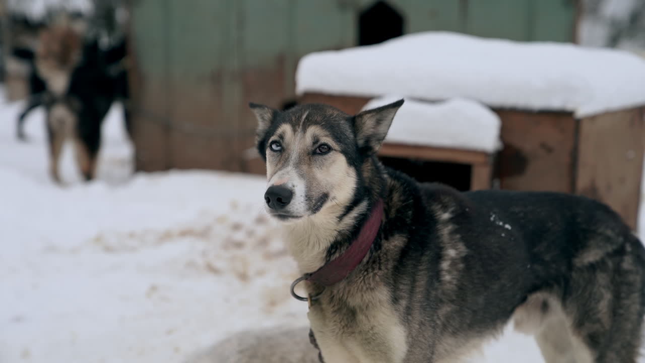Excited heterochromia eyed sled dog patiently waits at kennel to pull sled