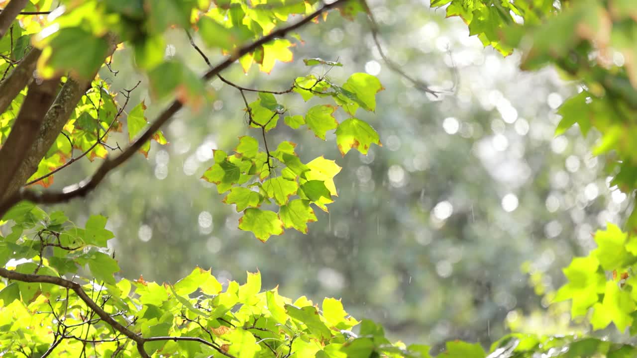 여름의 비는  ⁇ 은 날에 메이플 잎에 떨어집니다.