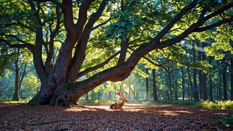 a serene video capturing a tranquil forest scene with a deer resting under a sprawling tree