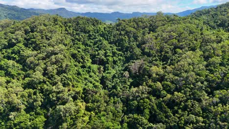aerial drone footage glides over lush daintree rainforest, gradually revealing an empty tropical beach and turquoise ocean under bright daylight