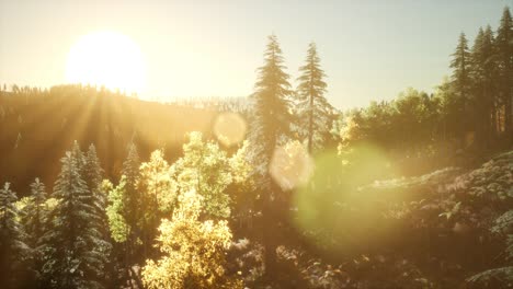 forest under sunrise sunbeams