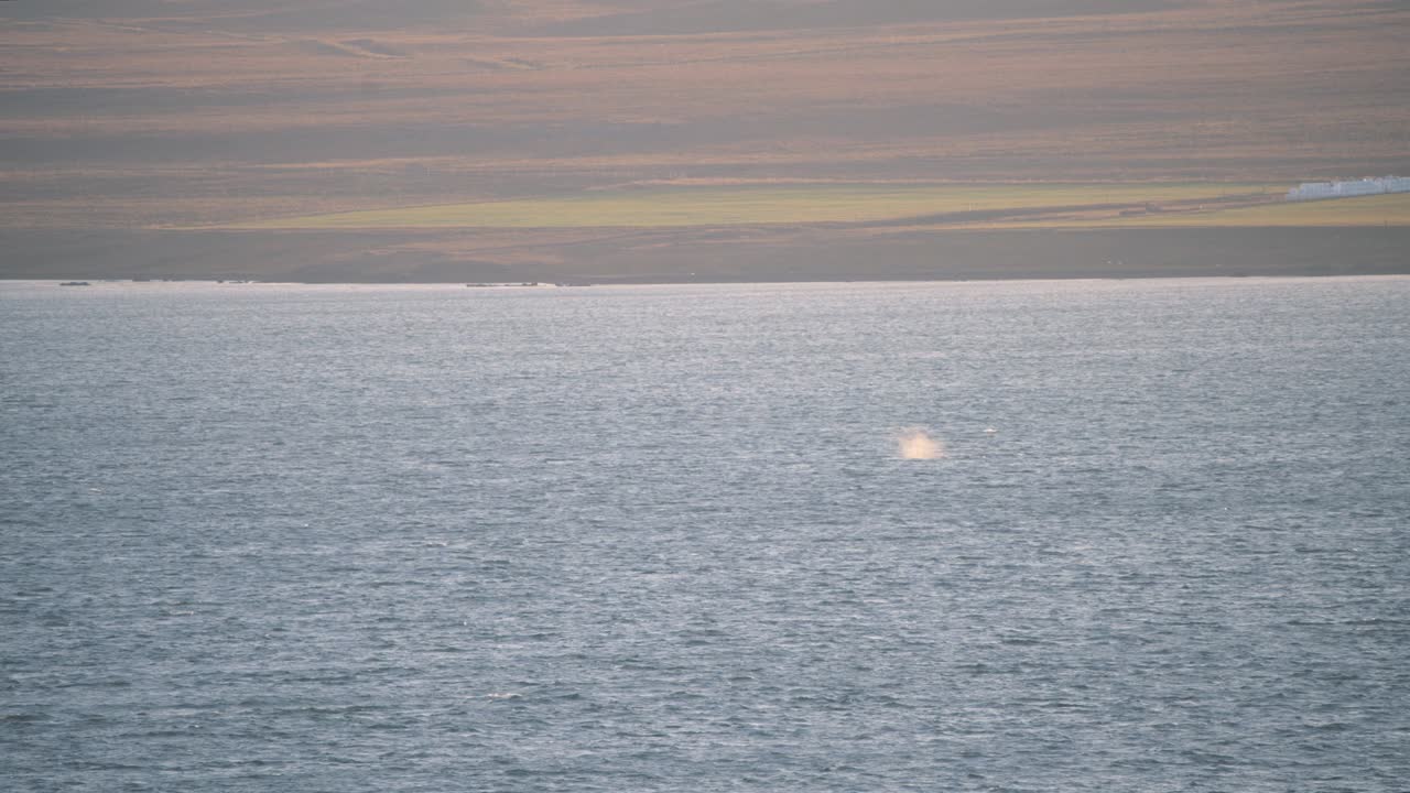 아이슬란드의 해안 해양 수면 위에서 고래가  ⁇ 아내는 물 스프레이