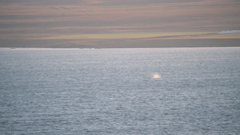 Whale-spouting-water-spray-above-coastal-ocean-waters-in-Iceland