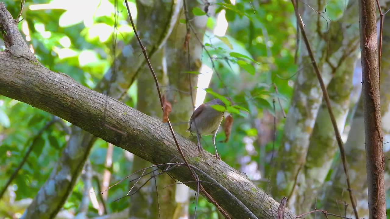 balbuceador de cola corta sentado en una rama en santa marta, colombia