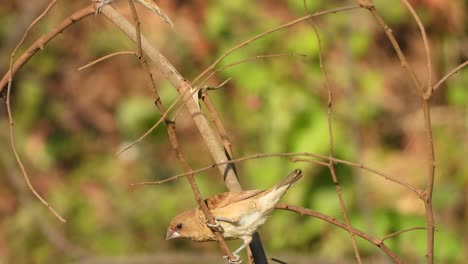 scaly -breasted munia . in tree group