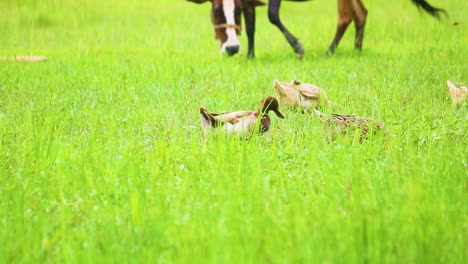 ducks foraging in the field with dairy cattle grazing in the background