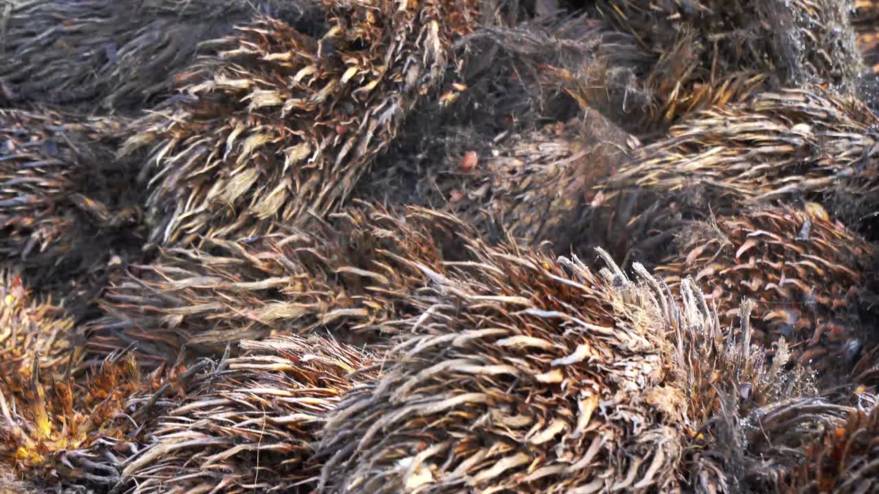 hacer abono orgánico a partir de racimos de fruta vacíos de palma