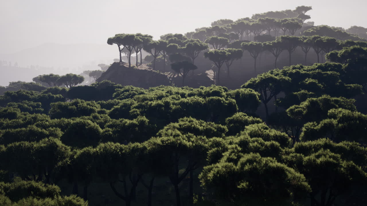 나미비아 의 아프리카 풍경 에서 언덕 을  ⁇ 고 있는 멀리  ⁇ 어져 있는 아카시아 나무 들