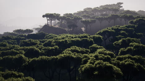 Distant-scattered-acacia-trees-covering-hills-in-African-landscape-in-Namibia