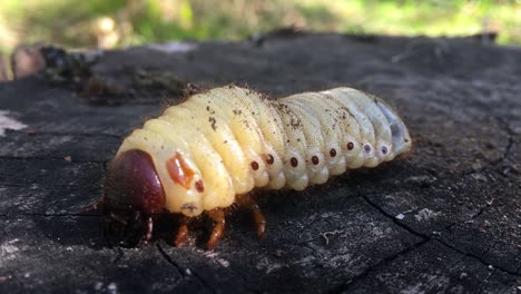 Close-up-of-grown-white-larvae-walking-on-a-brown-tree-trunk