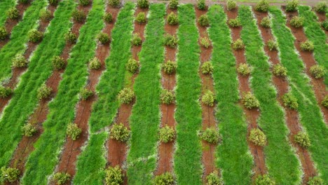 smart agriculture technology- aerial drone view of avocado farm in kenya