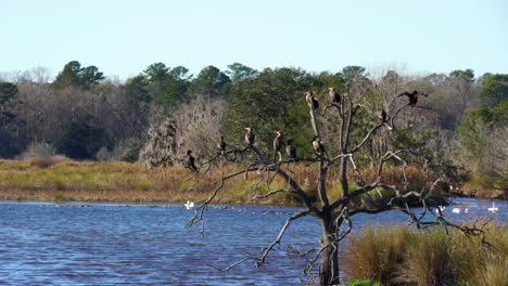 a tree of great cormorant birds resting in the sun at donnelly wildlife management area in green pond, south carolina