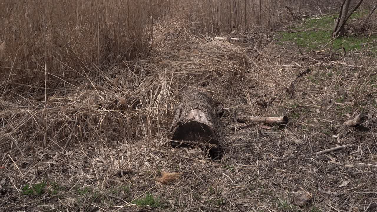 A large cut tree trunk highlighted to revitalize the vegetation along the riverbank. Abundant spring vegetation adds a beautiful dimension to this cinematic scene.