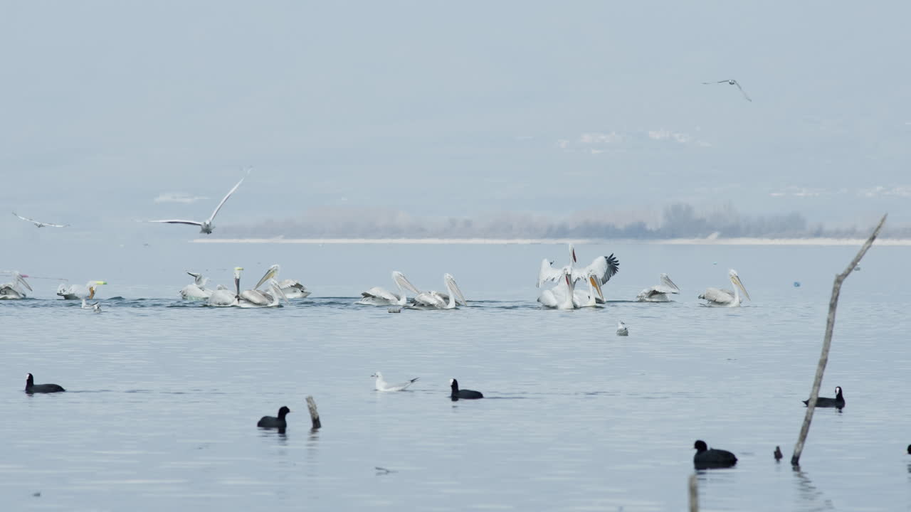 달마티아 펠리칸이 날개를 펴고 슬로우 모션 케크리니 호수