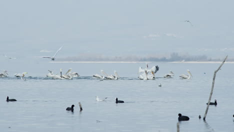 Group-of-dalmatian-Pelicans-spread-wings-slow-motion-lake-Kekrini