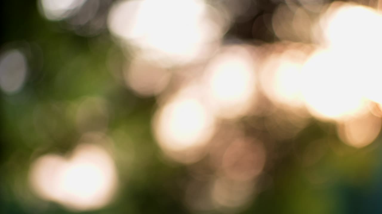 fondo borroso en movimiento con círculos de luz (bokeh). toma abstracta de un bosque, a través de los árboles iluminados por la puesta de sol.