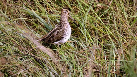 close up shot of african common snipe in wild nature , unique species of birds