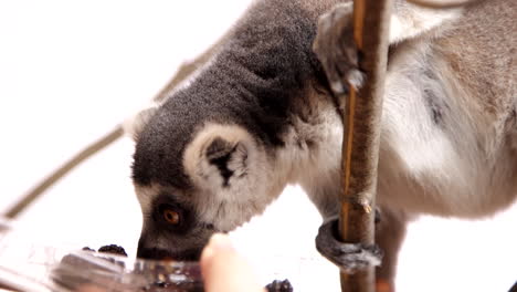 lemur hanging in a tree on white background - amazing animal