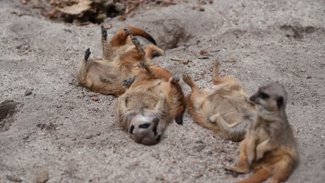 group of young meerkats lying on back and enjoying the sunlight outdoors in sandy terrain,close up