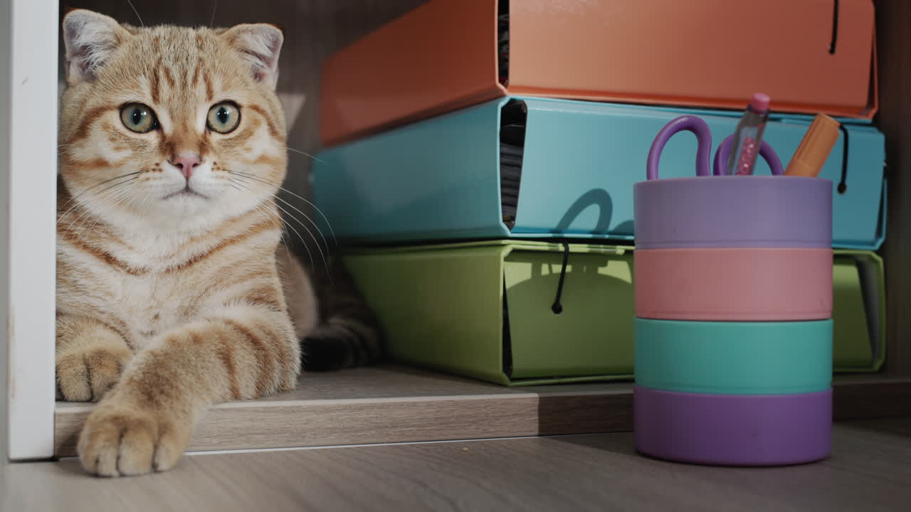 猫の助手はフォルダと文具の間に棚に座っています