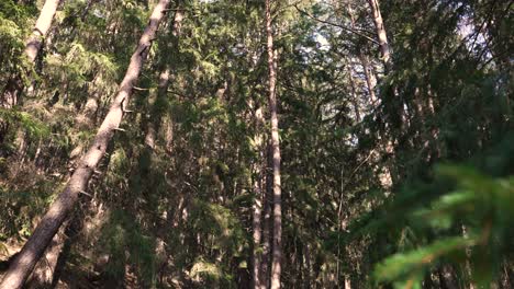 Hermoso-Bosque-En-Los-Alpes-Italianos