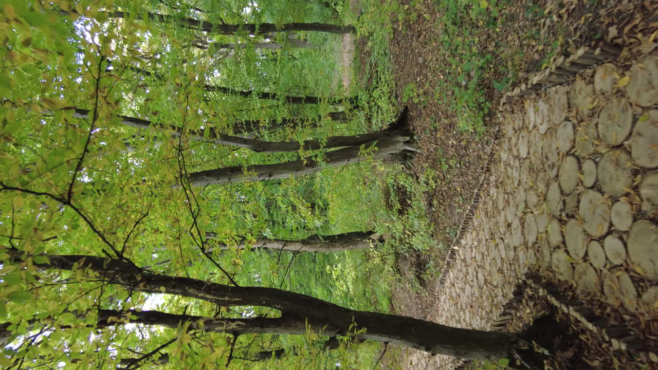 Vertical view of pathway in a green forest