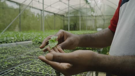 Primer-Plano-De-Plantas-De-Pimiento-Morrón-Listas-Para-Entrar-En-El-Suelo,-Cultivo-De-Plantas-Y-Cultivo-De-Cultivos-Frescos-Y-Saludables