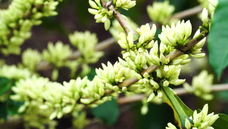 coffea arabica flowers blooming at coffee bean plantation