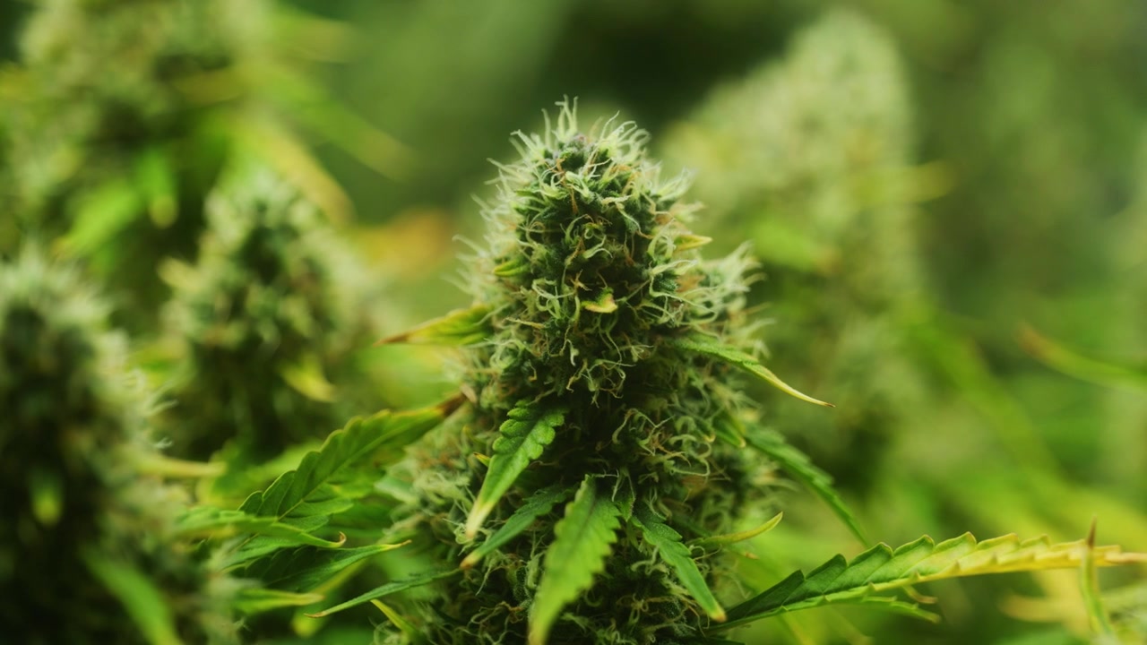 4K Cinematic close up macro footage of weed flowers and leaves on marijuana plants in an indoor growing house farm