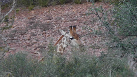 Einem-Giraffenkopf-Folgen,-Nahaufnahme-Der-Tierwelt-Südafrikas