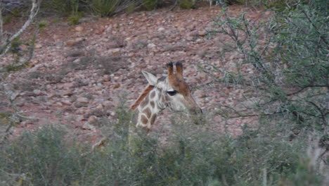 siguiendo la cabeza de una jirafa de cerca la vida silvestre de sudáfrica