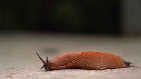 una babosa corriendo rápido sobre el hormigón