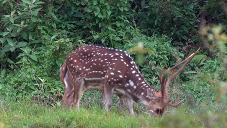 Ein-Großer-Gefleckter-Hirschbock,-Der-Am-Rand-Des-Dschungels-Weidet