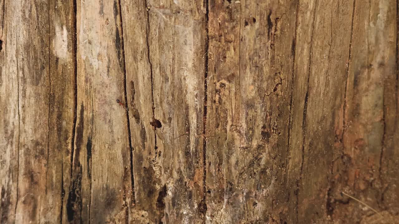 개미는 짧은 비디오에서 텍스처 된 나무를 통과합니다.