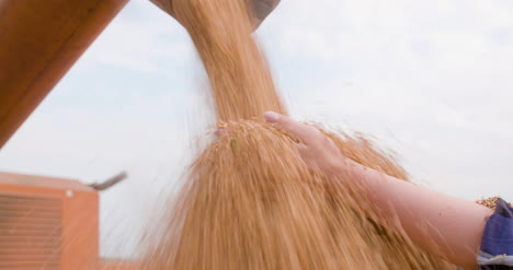 wheat grains in farmer hands agriculture 13