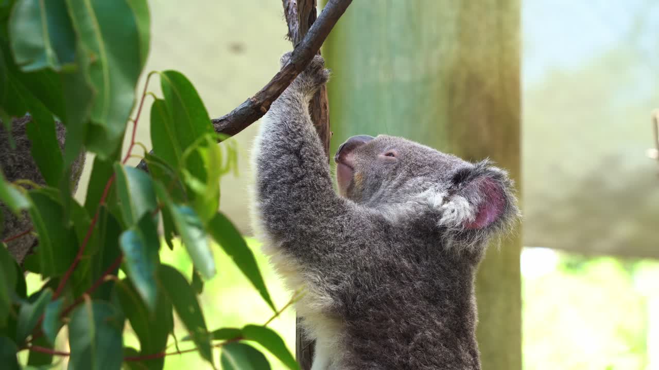 perfil primer plano de un koala soñoliento, phascolarctos cinereus aferrándose al tronco del árbol y quedándose dormido lentamente, especies animales nativas australianas