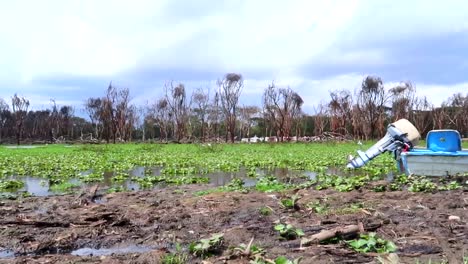 sailing by an abandoned blue fiber boat in a shallow lake with green waterlilies on the water's surface