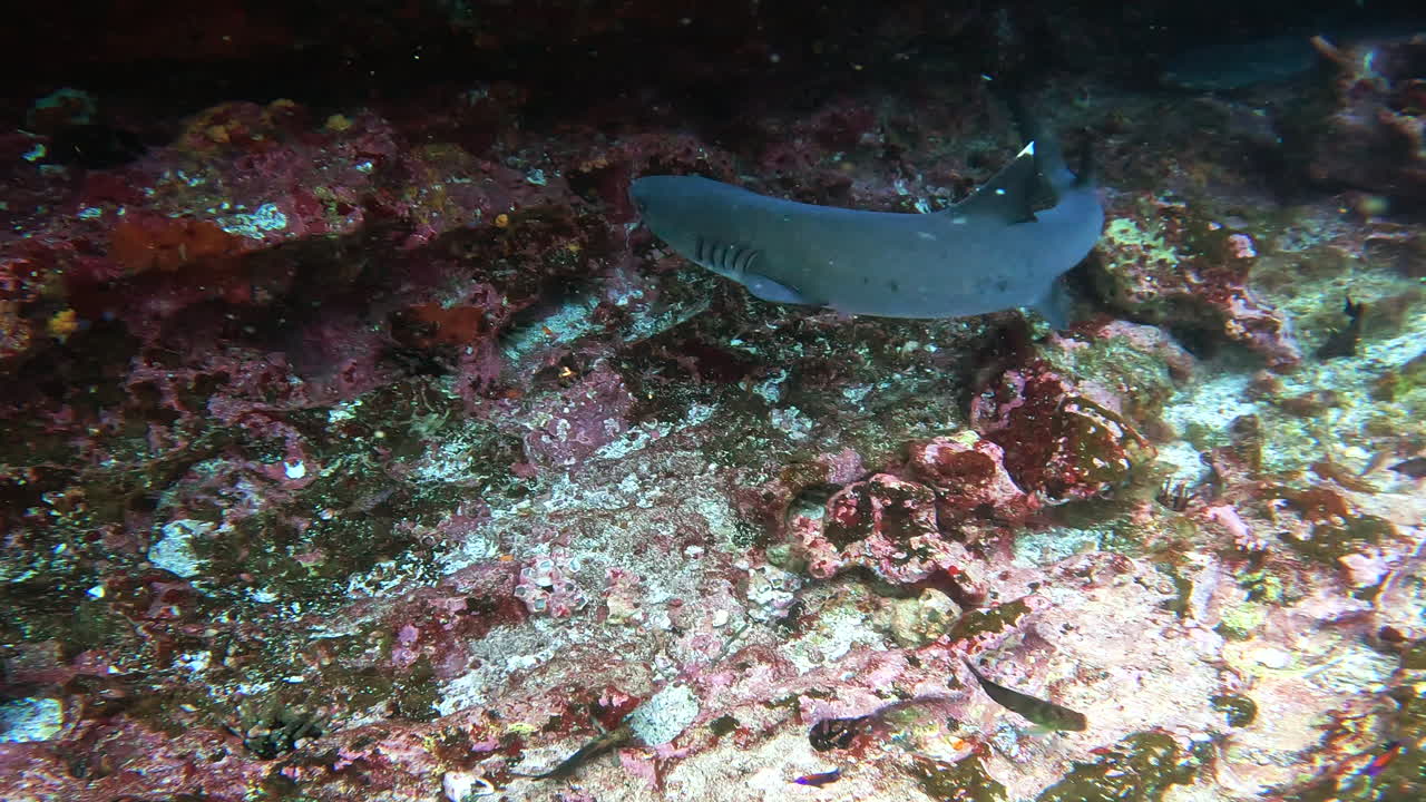 tiroteo acuático de peces y tiburones