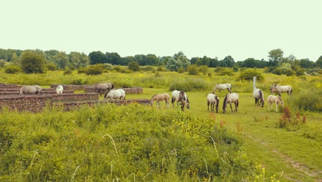 Muchos-Caballos-Comiendo-Hierba-En-La-Naturaleza