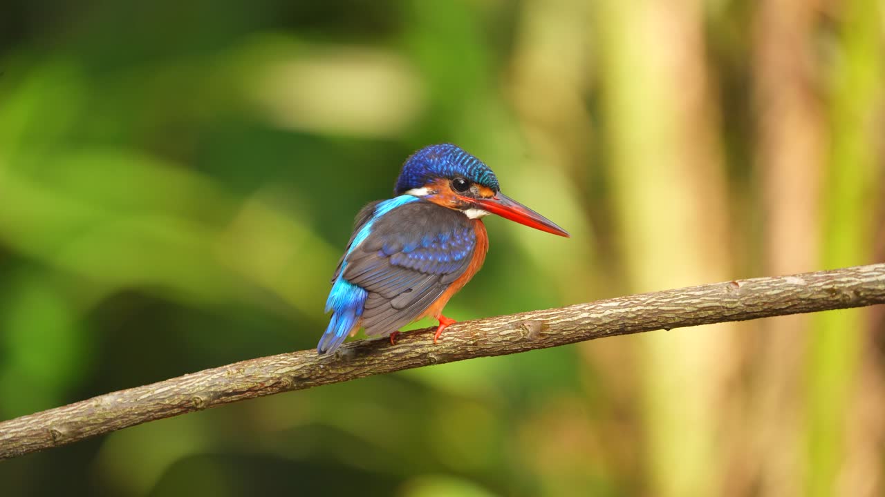 en la abundante luz, se vio a un pájaro pescador de orejas azules tomando el sol mientras observaba a su pez objetivo.