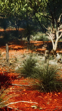 australian outback landscape