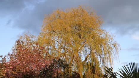 Schöne-Trauerweide