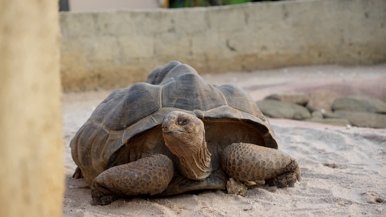 видео с centrochelys sulcata, также известной как черепаха sulcata