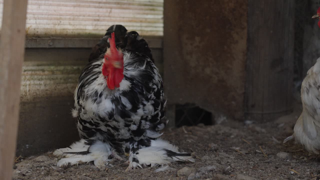 A male Pekin Bantam, a charming breed of bantam chicken, struts proudly on the farm. This breed originated from birds brought to Europe from China in the 19th century.