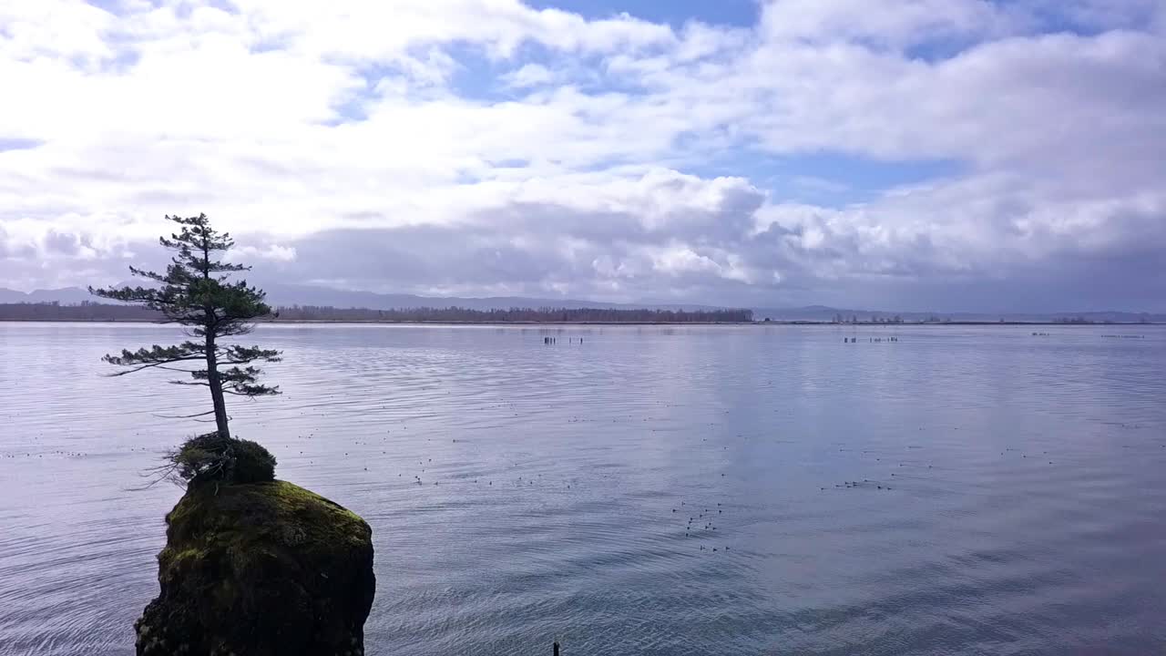 volando por un árbol solitario en una isla rocosa en la bahía con un dron 1080p