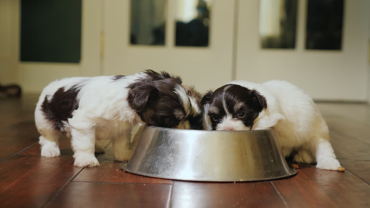 Um grupo de filhotinhos engraçados comendo com apetite de uma tigela, uma cena de alimentação de animais de estimação.
