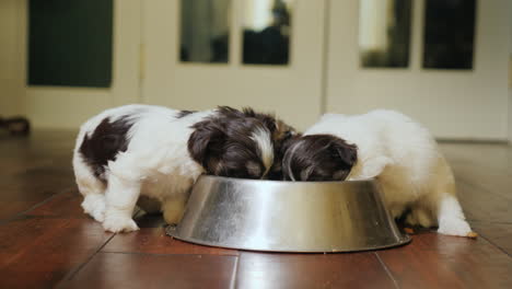 A-Group-Of-Little-Funny-Puppies-With-Appetite-Eating-Food-From-A-Bowl-Pet-Feeding