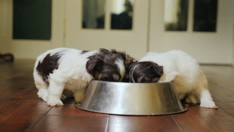 un grupo de cachorritos divertidos con apetito comiendo comida de un tazón de alimentación de mascotas