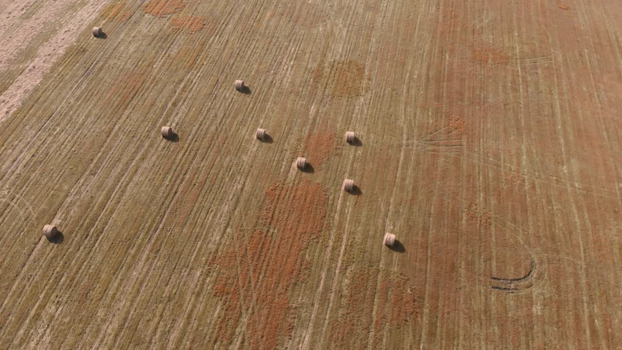 Large field with mowed haystacks. Rolls haystacks straw on field. Harvesting wheat. Rural field with bales of hay. Agribusiness concept