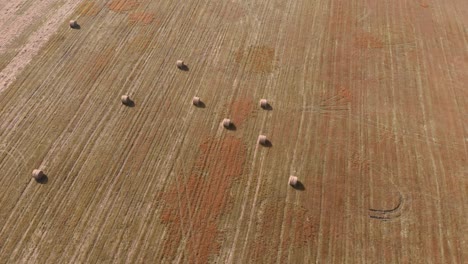 large field with mowed haystacks. rolls haystacks straw on field. harvesting wheat. rural field with bales of hay. agribusiness concept
